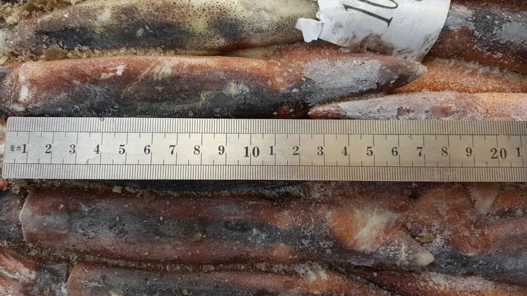 Frozen Illex Squid, Argentina Squid