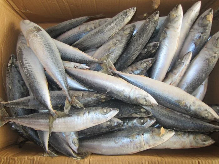 Frozen Pacific Mackerel Scomber Japonicus, High Quality