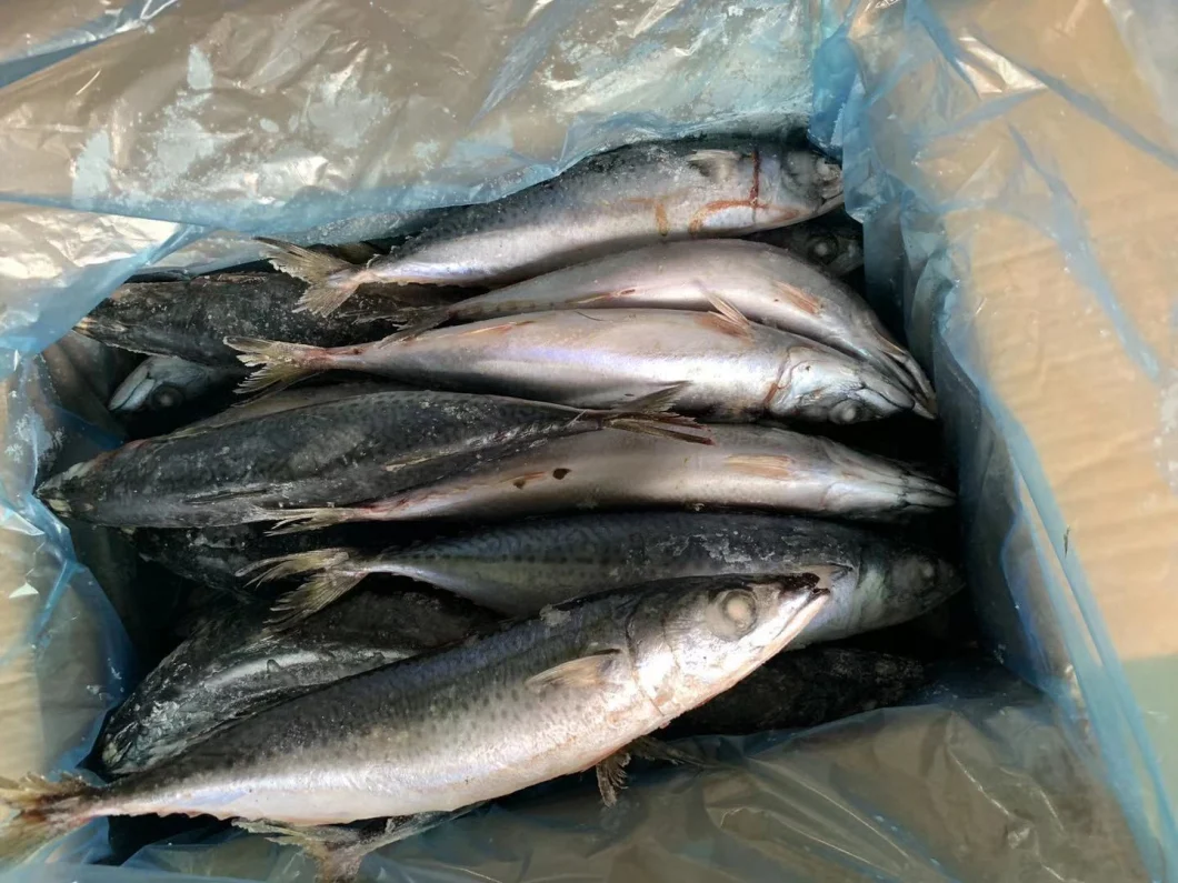 HACCP IQF Fish Pacific Seafood Frozen Mackerel Fish Frozen Pacific Mackerel