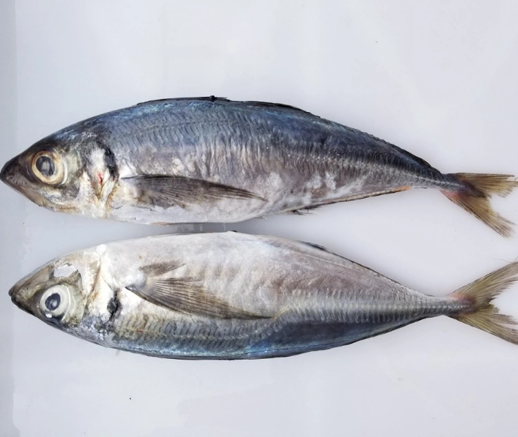 Frozen Pacific Mackerel Scomber Japonicus Fish