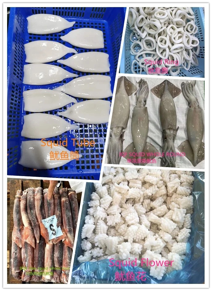 Frozen Argentine Illex Bqf Squid