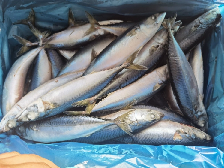 Atlantic Mackerel Frozen Fillets Frozen Fish Mackerel Exporters Pacific Horse Mackerel in China Market