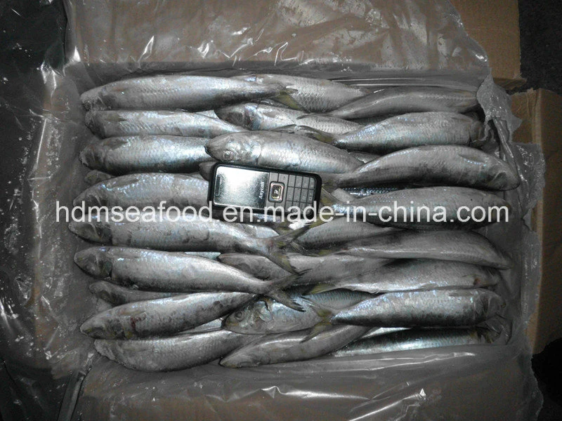 Whole Round Frozen Seafood Sardine Fish for Canned or Bait (Sardinella aurita)