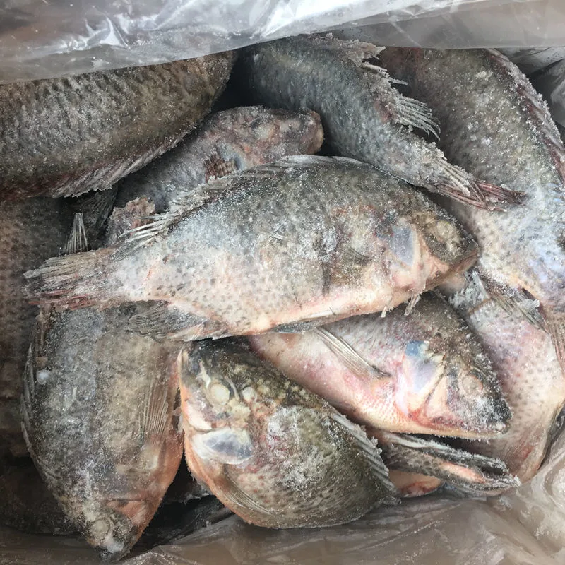 Gutted Scaled Size 300-500g IQF Black Frozen Tilapia in China