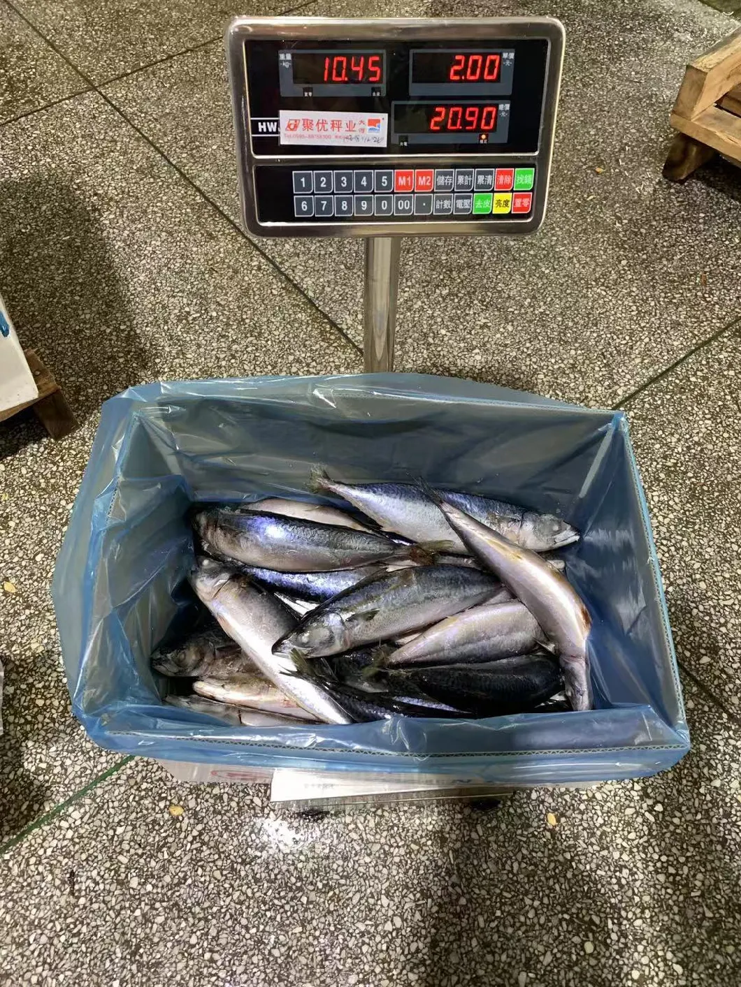 HACCP IQF Fish Pacific Seafood Frozen Mackerel Fish Frozen Pacific Mackerel