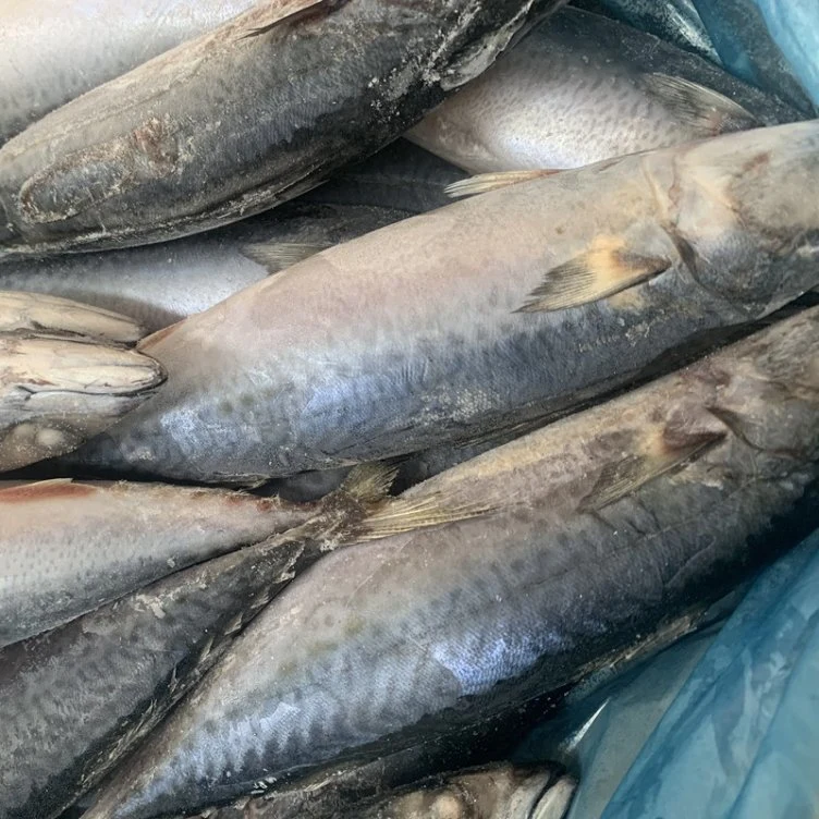 Atlantic Mackerel Frozen Fillets Frozen Fish Mackerel Exporters Pacific Horse Mackerel in China Market