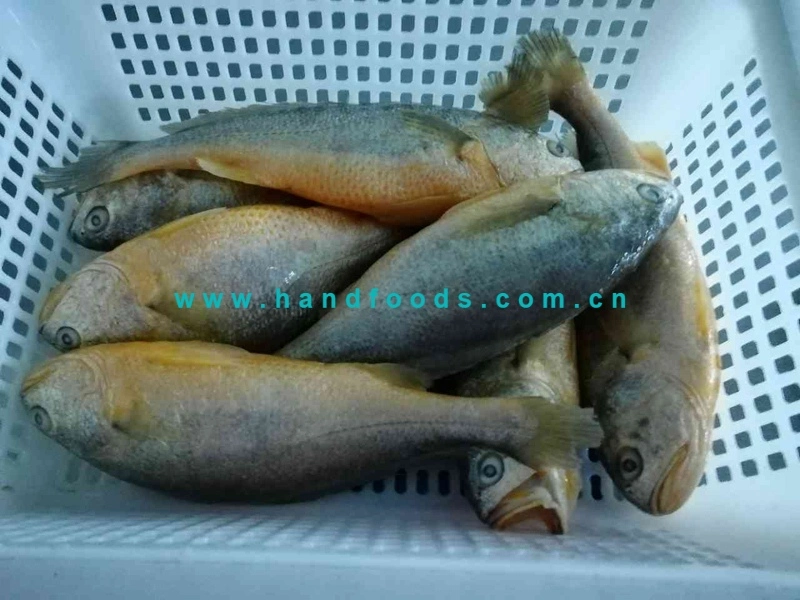 Best Seller of Sea Farmed Yellow Croaker Healthy Seafood