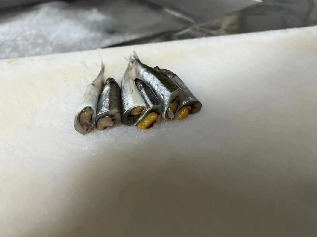 New Catching Frozen Capelin/Shishamo Fish for Sale IQF Capelin Bqf to Singapore