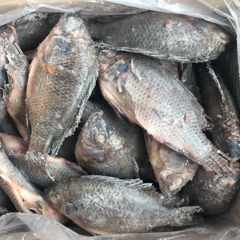 Gutted Scaled Size 300-500g IQF Black Frozen Tilapia in China