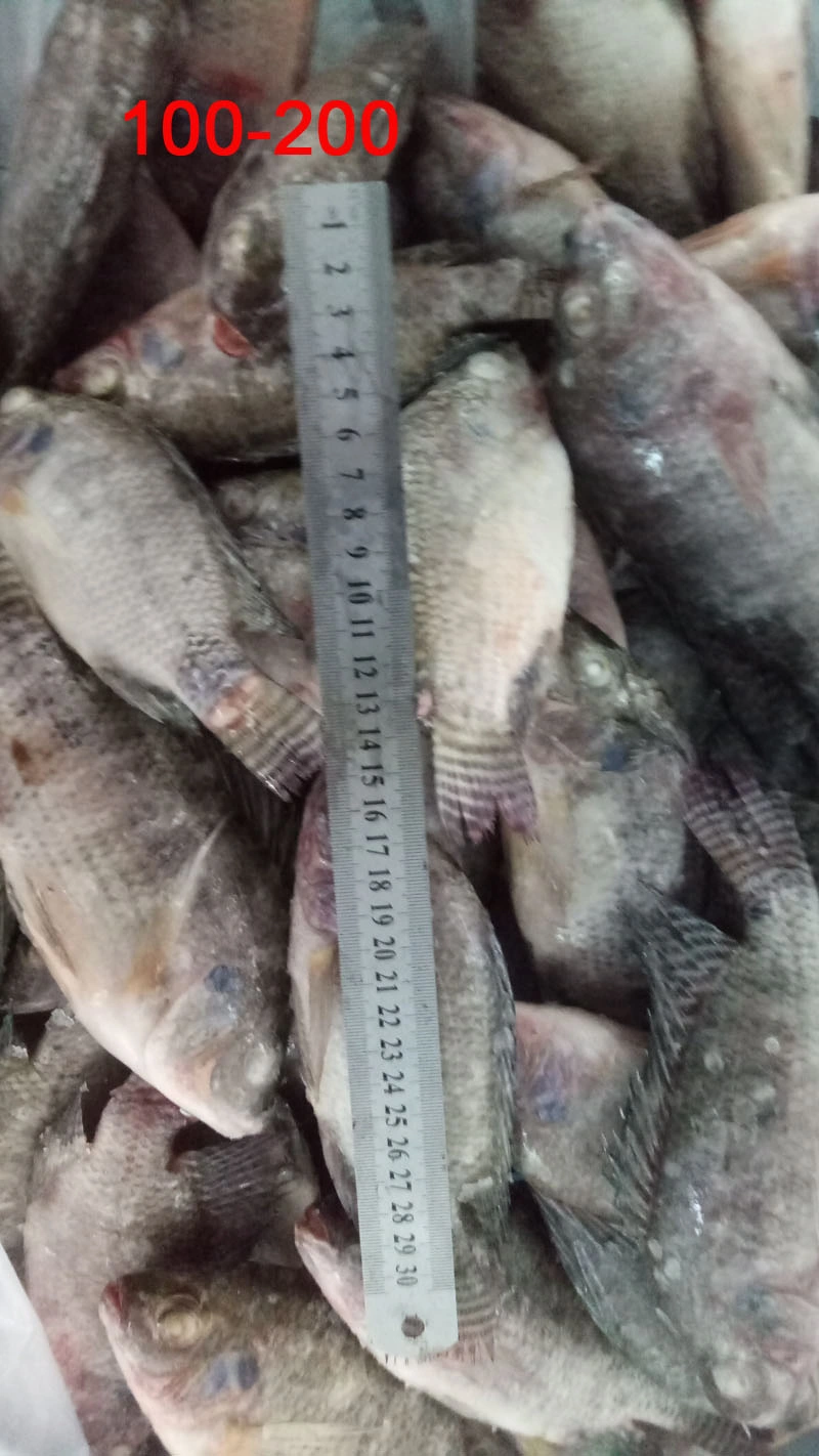 Wholesale Fish 100-200g Frozen Black Tilapia