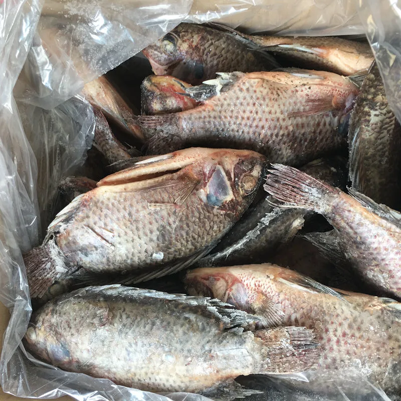 Gutted Scaled Size 300-500g IQF Black Frozen Tilapia in China