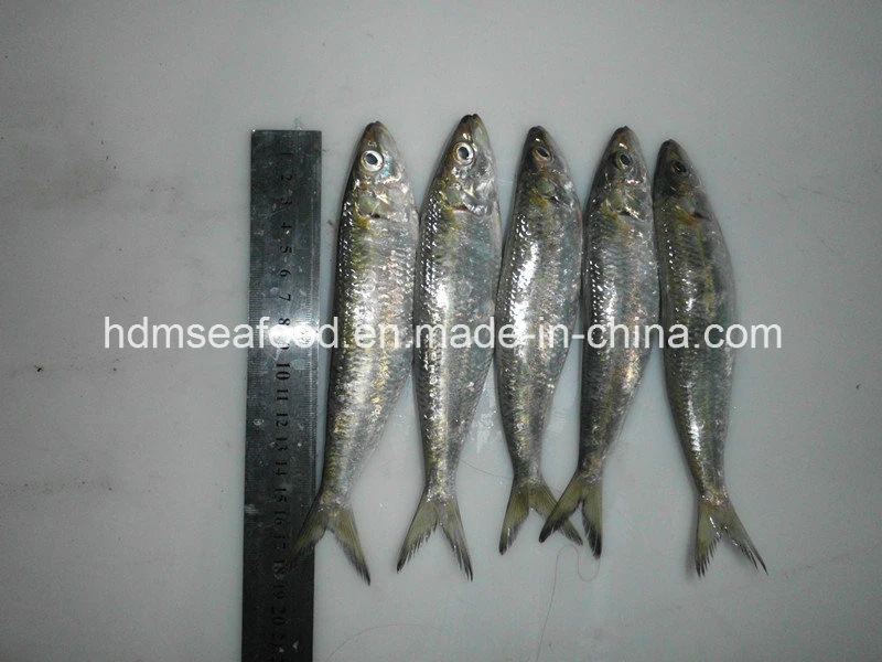 Whole Round Frozen Seafood Sardine Fish for Canned or Bait (Sardinella aurita)