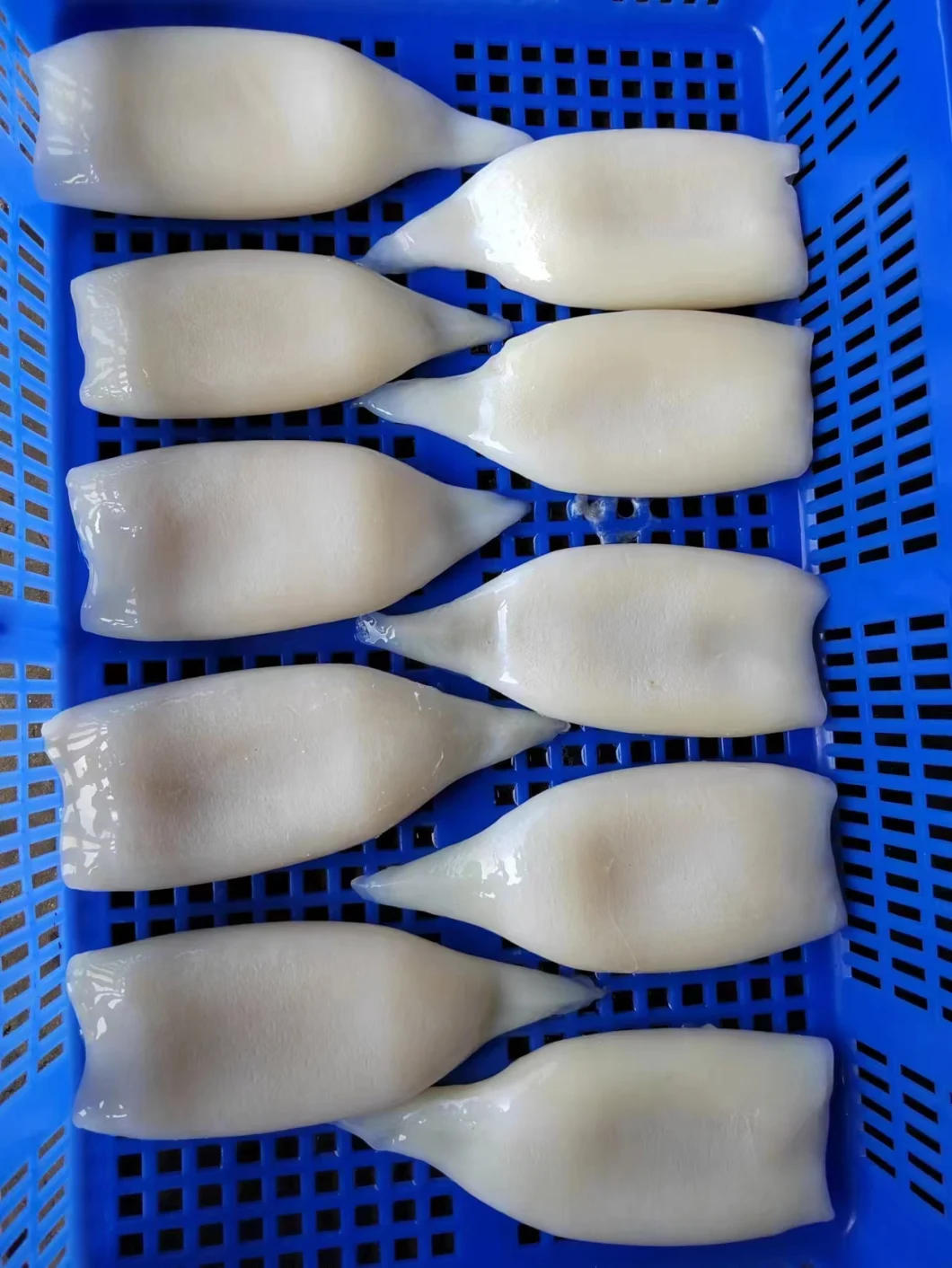 Frozen Squid Tube/Tubo De Pota/Calamari/Calamar/Calmar/Illex Squid Tube/Todarodes Squid Tube/Gigas Squid Tube/Frozen Seafood