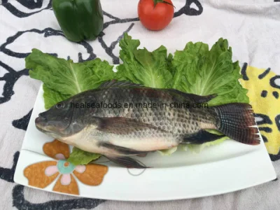 Pesce tilapia nero intero rotondo congelato