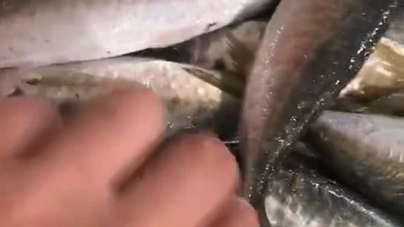 Prezzo di fabbrica cinese del pesce sgombro del Pacifico congelato