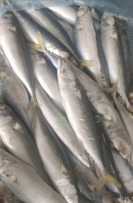 Pesce sardina di mare fresco congelato a terra per l'inscatolamento delle sardine