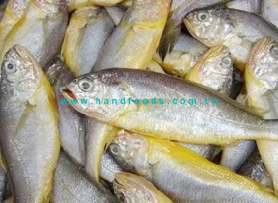 Bestseller di Sea Farmed Yellow Croaker Healthy Seafood