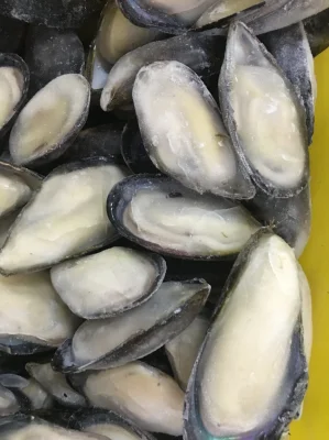 Frutti di mare congelati, cozze a mezzo guscio di alta qualità per il mercato