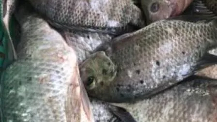 Allevamento ittico di tilapia nera intera congelata