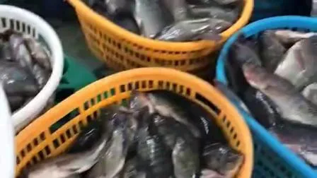 Fornitori di frutti di mare all'ingrosso Prezzo per kg di pesce tilapia nero intero tondo congelato