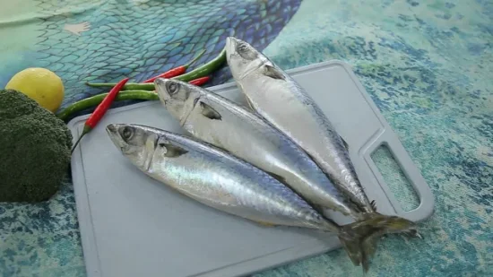 Land Frozen Pacific Mackerel 300-500 g per sgombro congelato sul mercato