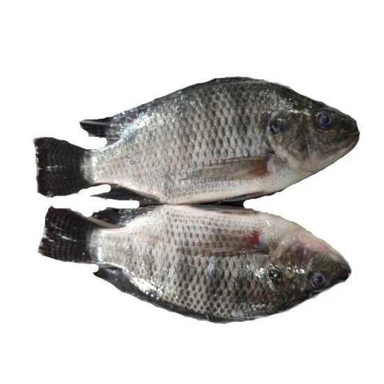 Gli esportatori IQF allevano frutti di mare neri interi, tilapia congelata, 500-800 g