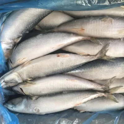 Stagione di pesca: grande sgombro carapau congelato del Pacifico