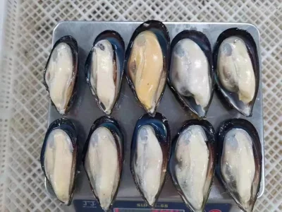 Vongole mezzo guscio di frutti di mare cinesi congelati a buon prezzo