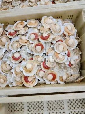 Frutti di mare congelati, vendita calda, deliziosa carne di capesante cotta di alta qualità