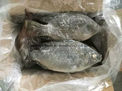 Tilapia nera congelata in vendita (500-800 g)