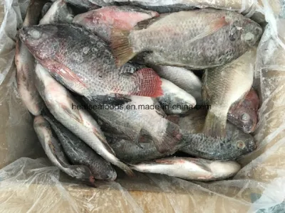 Tilapia nera congelata dalla fabbrica cinese