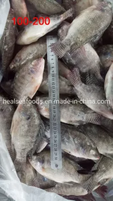 Pesce all'ingrosso 100-200 g di tilapia nera congelata