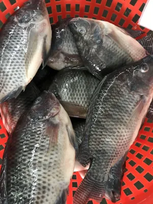 Pesce d'allevamento cinese Tilapia nera congelato