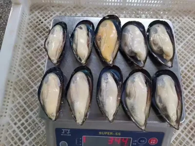 Vongole semiguscio personalizzate all'ingrosso nutrienti congelate di frutti di mare